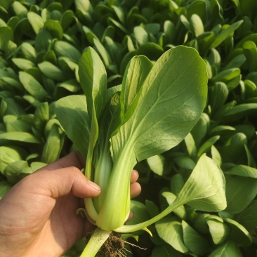 精品中颗小油菜