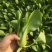 精品中颗小油菜
