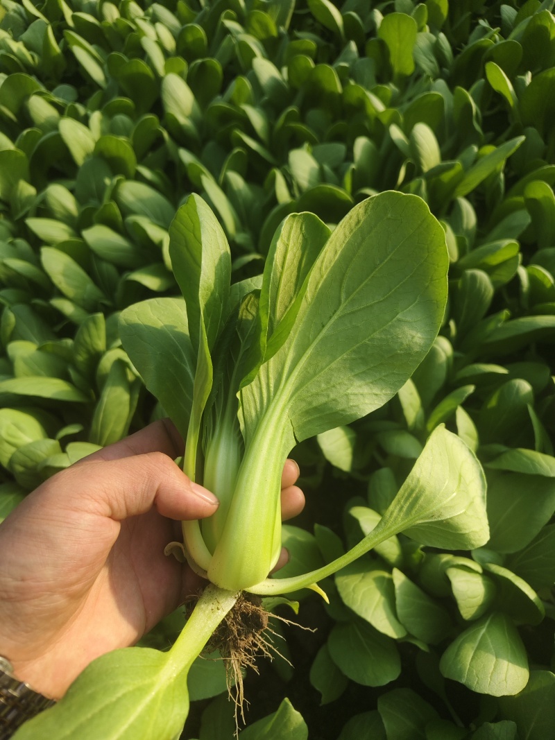 精品中颗小油菜