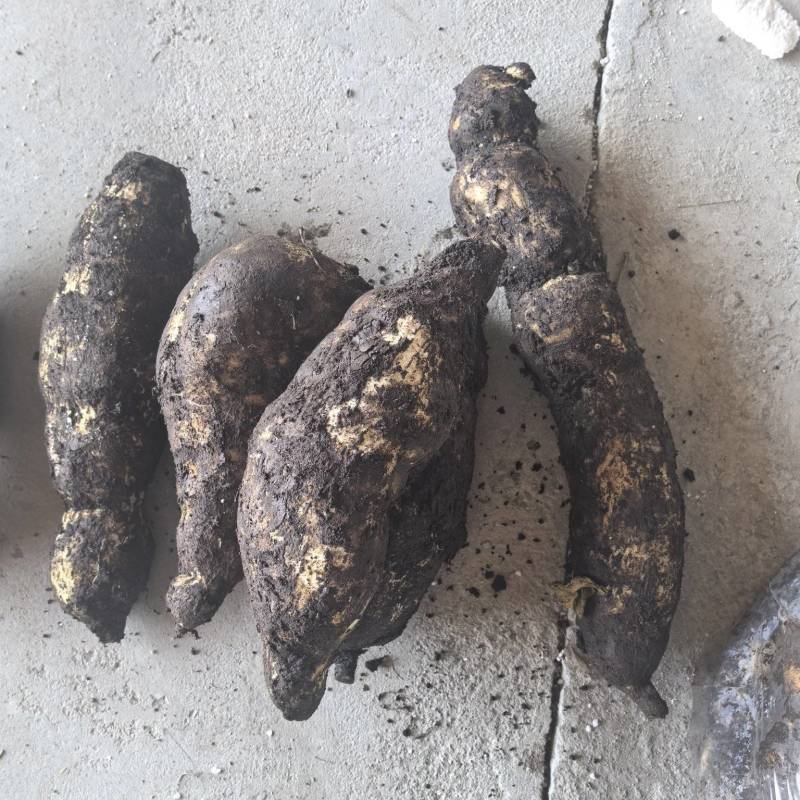 龙须菜瓜根大量出货