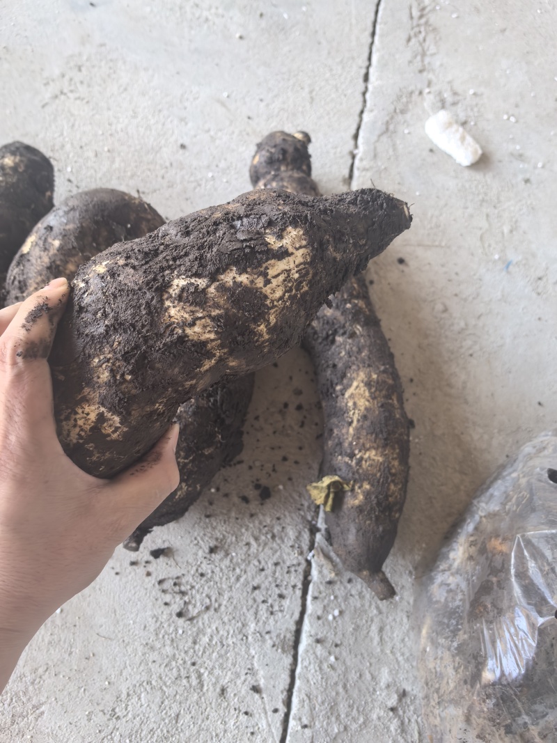 龙须菜瓜根大量出货