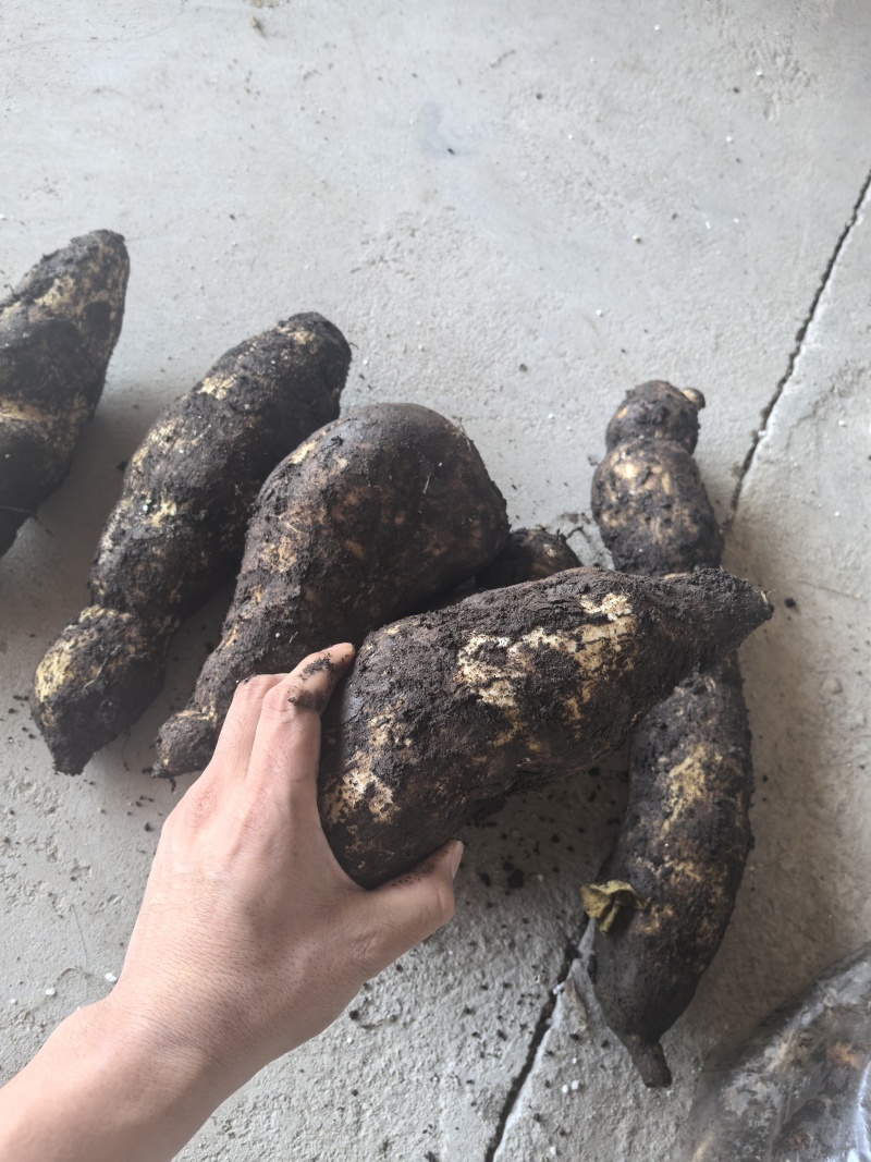 龙须菜瓜根大量出货