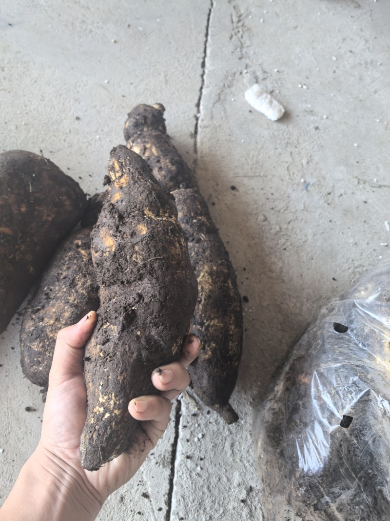 龙须菜瓜根大量出货