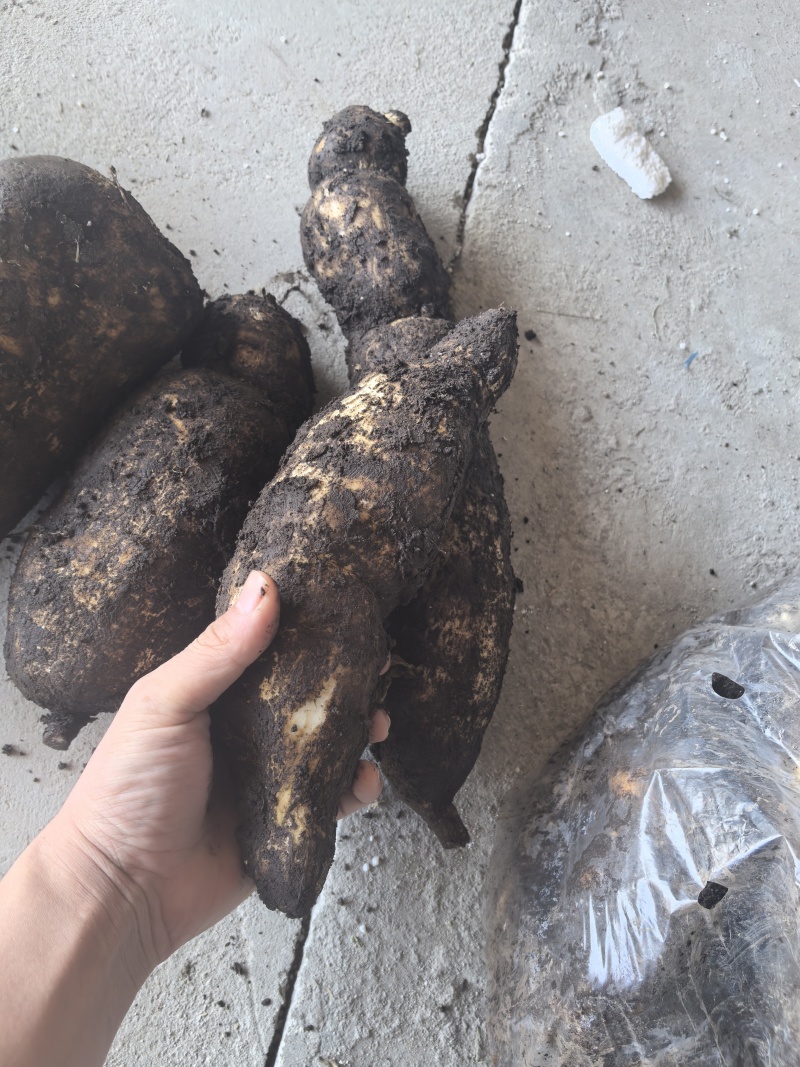 龙须菜瓜根大量出货
