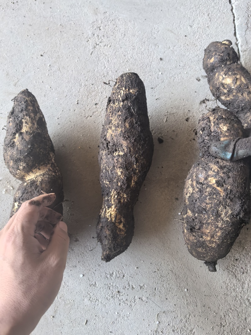 龙须菜瓜根大量出货