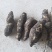 龙须菜瓜根大量出货