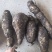 龙须菜瓜根大量出货