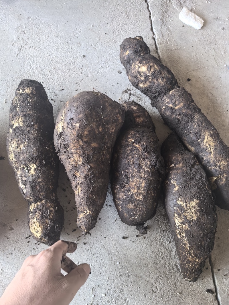 龙须菜瓜根大量出货
