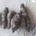 龙须菜瓜根大量出货