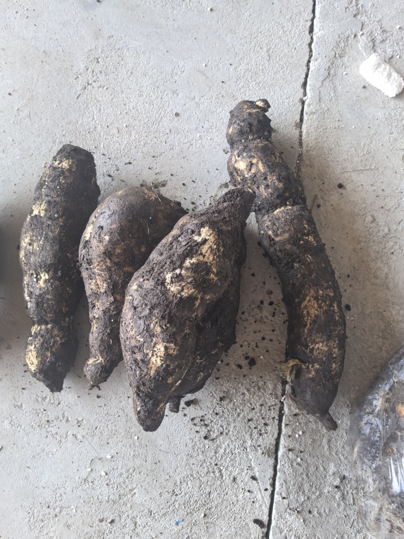 龙须菜瓜根大量出货