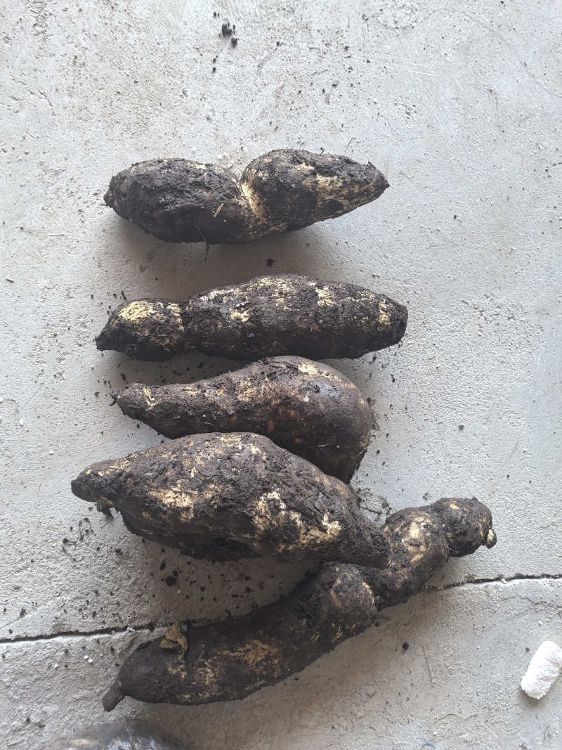 龙须菜瓜根大量出货
