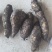 龙须菜瓜根大量出货