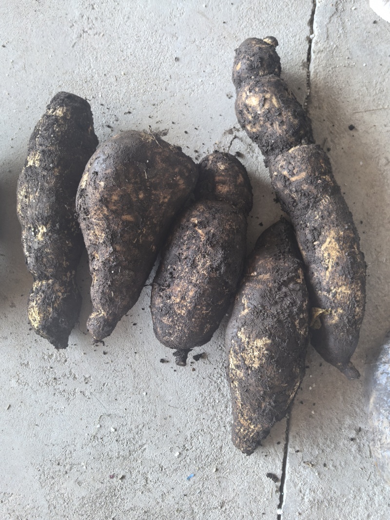 龙须菜瓜根大量出货