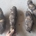 龙须菜瓜根大量出货