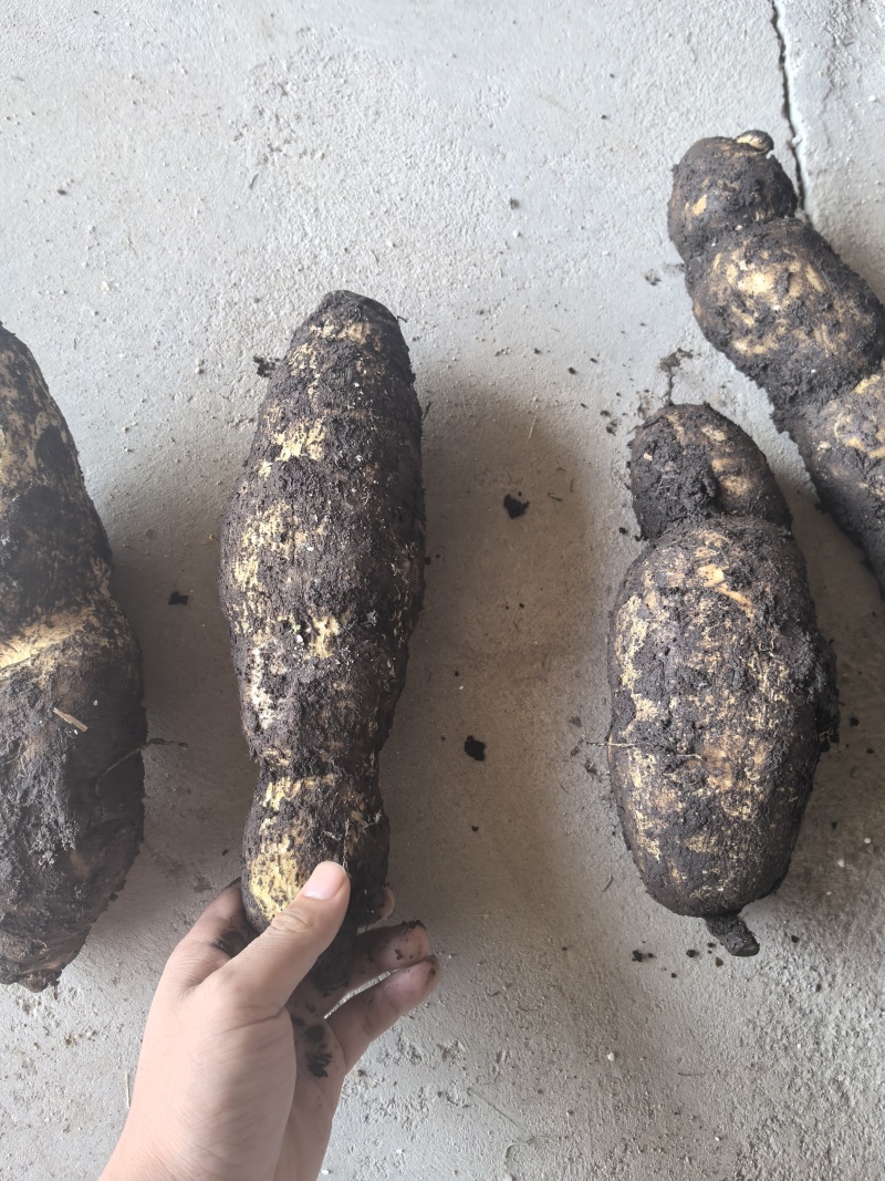 龙须菜瓜根大量出货