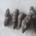 龙须菜瓜根大量出货