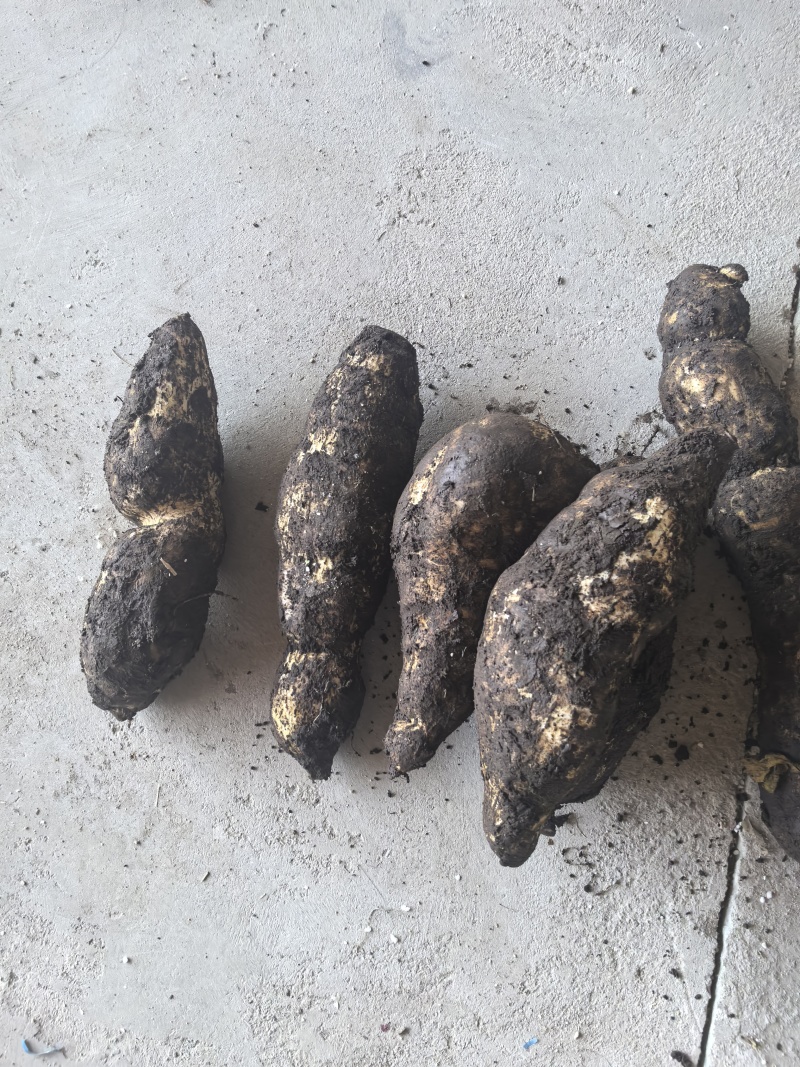 龙须菜瓜根大量出货