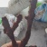 骨碎补