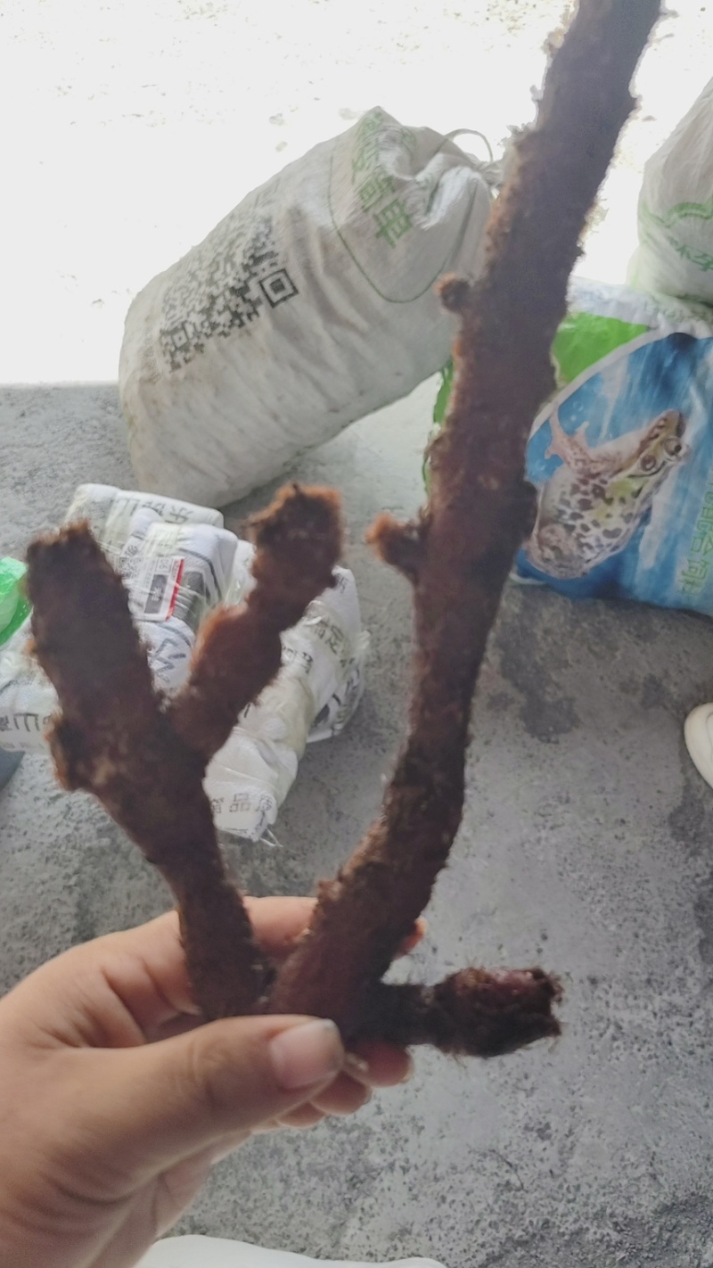骨碎补