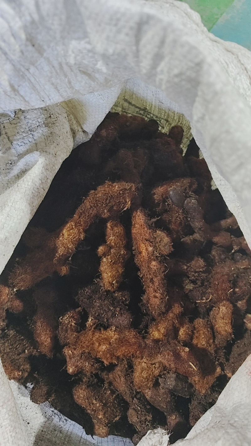 骨碎补