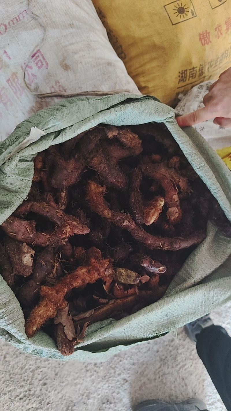 骨碎补