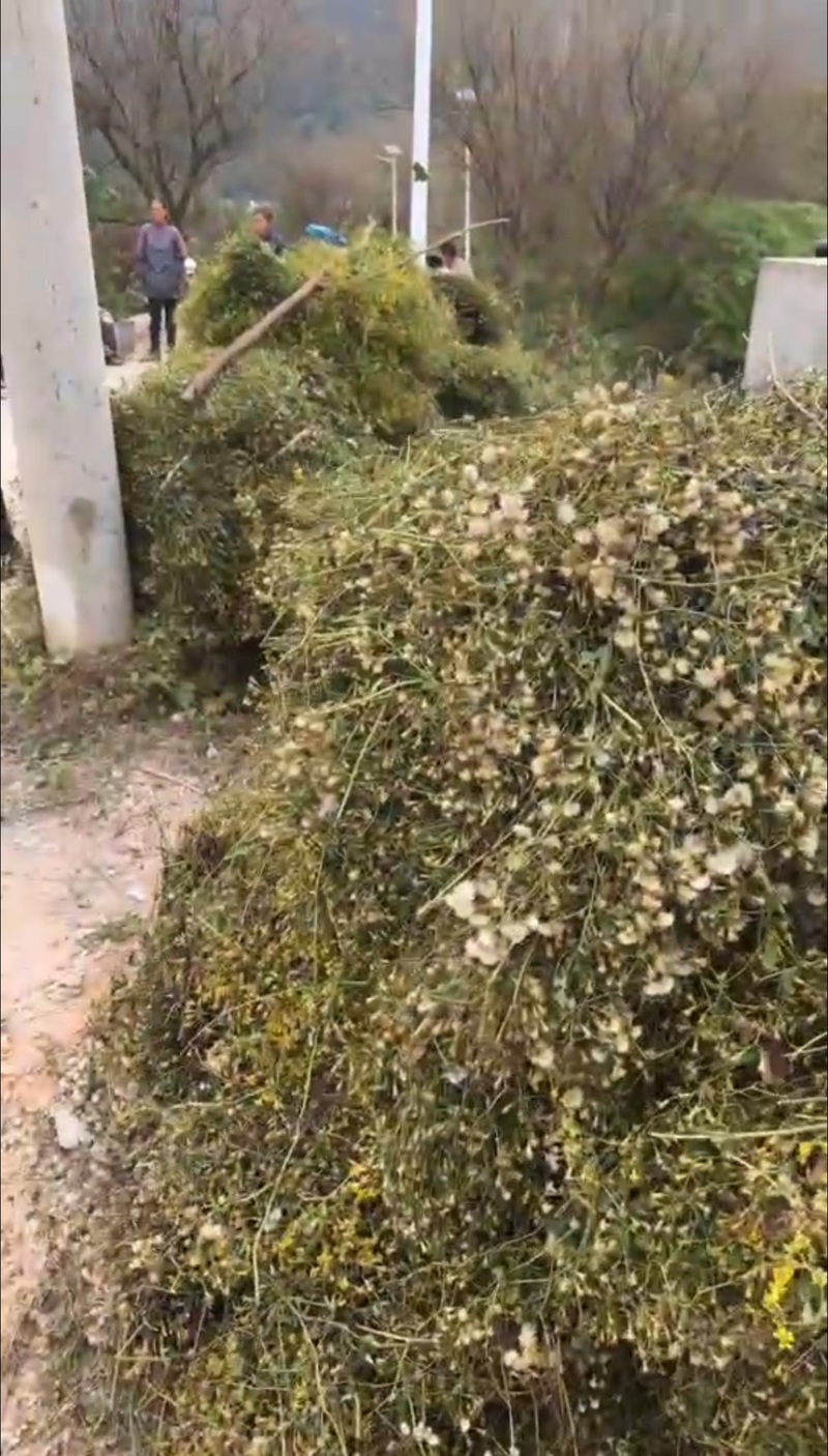 千里光