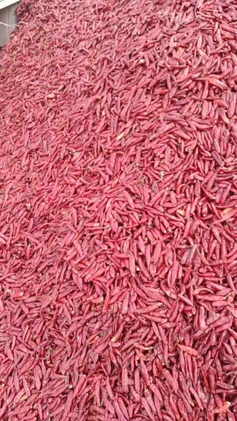 河南新一代三樱椒微辣天鹰产地直供切段去籽
