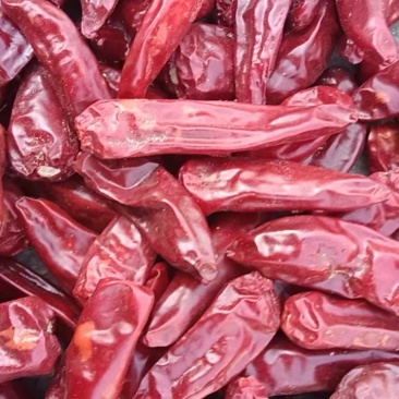 子弹头辣椒大量有货产地直发可视频看货