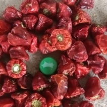 草莓辣椒大量有货产地直发价格优惠，专注品质可视频看货