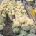 精选花菜浙江精选有机花菜自家种植量大从优