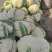 精选花菜浙江精选有机花菜自家种植量大从优