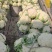 精选花菜浙江精选有机花菜自家种植量大从优