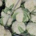精选花菜浙江精选有机花菜自家种植量大从优