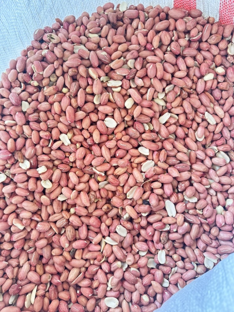 【推荐】新季剥壳花生一手货源优质榨油红皮花生通货色选