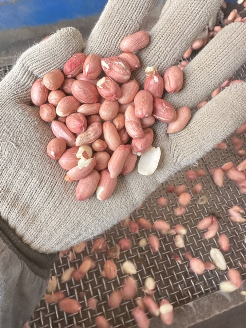 【推荐】新季剥壳花生一手货源优质榨油红皮花生通货色选
