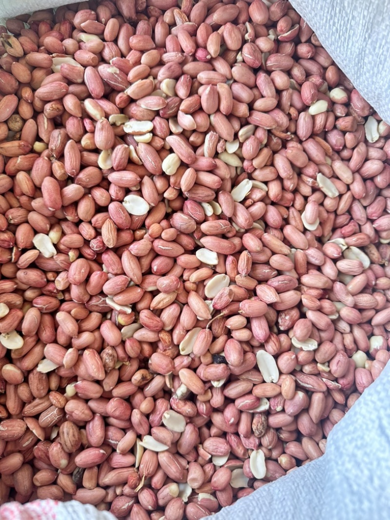 【推荐】新季剥壳花生一手货源优质榨油红皮花生通货色选