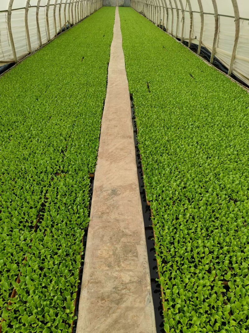 意大利生菜苗菜型好现挖现发存活率高可提供种植技术