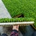 意大利生菜苗菜型好现挖现发存活率高可提供种植技术