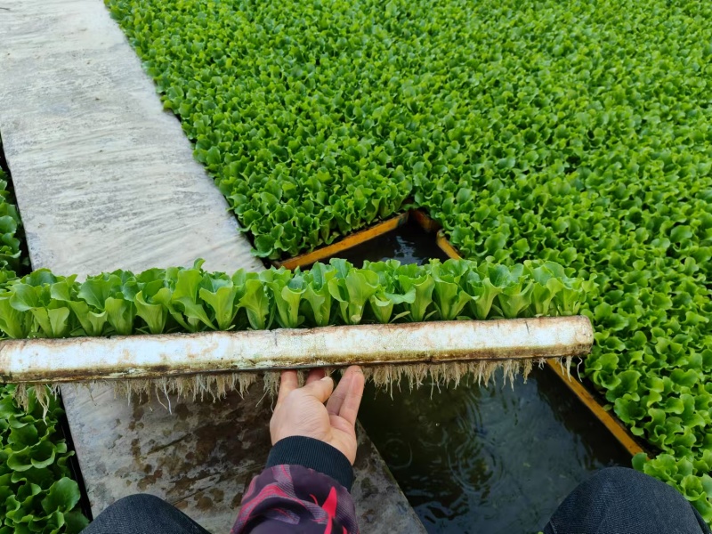 意大利生菜苗菜型好现挖现发存活率高可提供种植技术