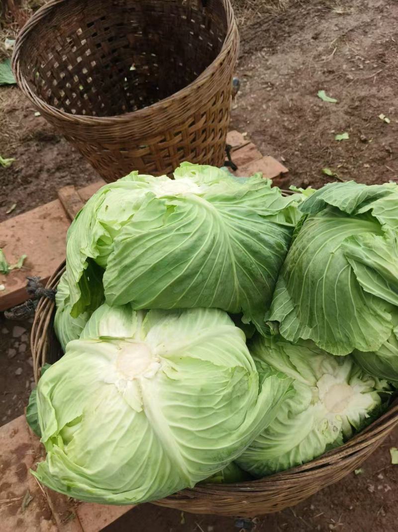 精品包菜，莲花白大量供应四川，产地直发，欢迎咨询联系。