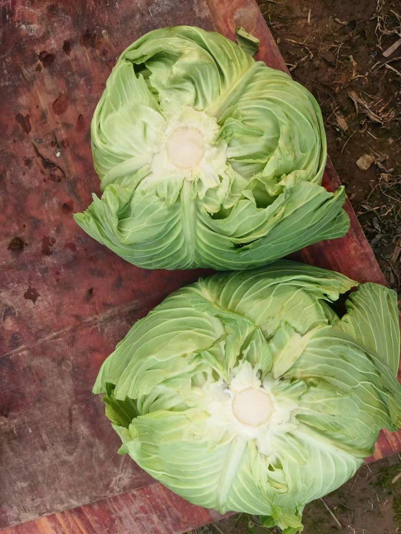 精品包菜，莲花白大量供应四川，产地直发，欢迎咨询联系。