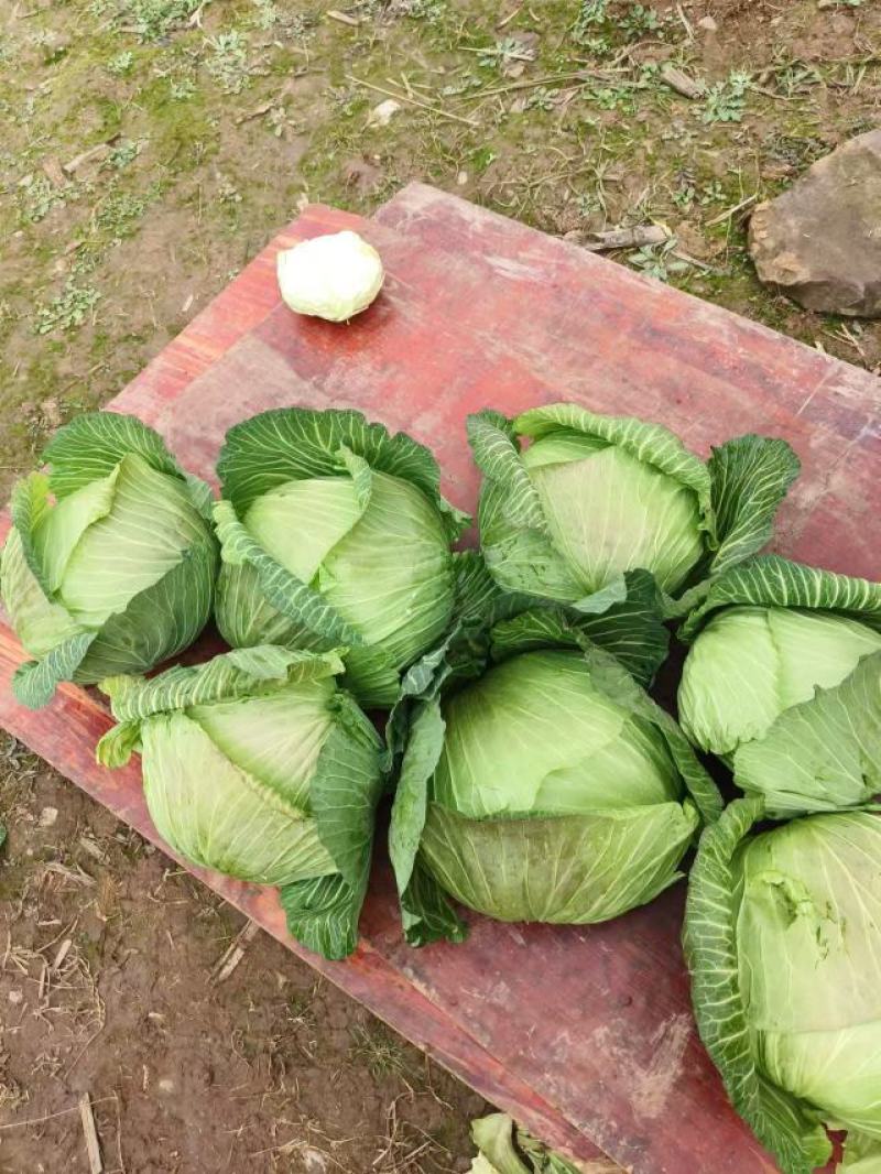 精品包菜，莲花白大量供应四川，产地直发，欢迎咨询联系。