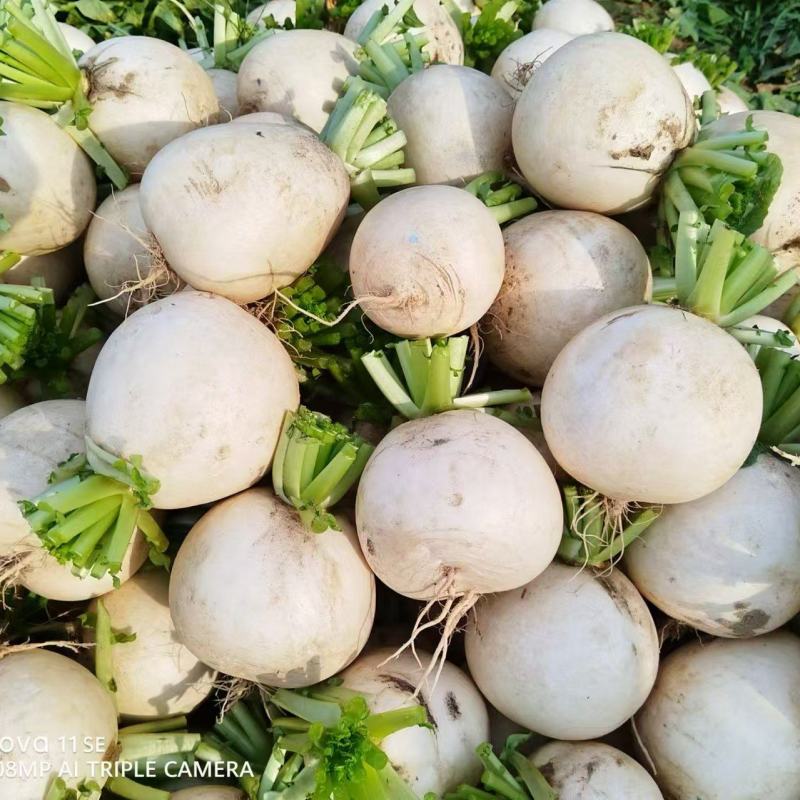 精品白萝卜大量供应，货源充足，四川产地直发可视频验货咨询