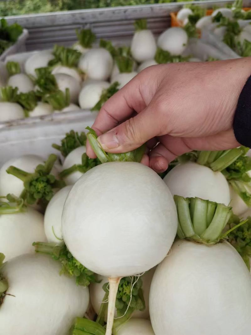 精品白萝卜大量供应，货源充足，四川产地直发可视频验货咨询