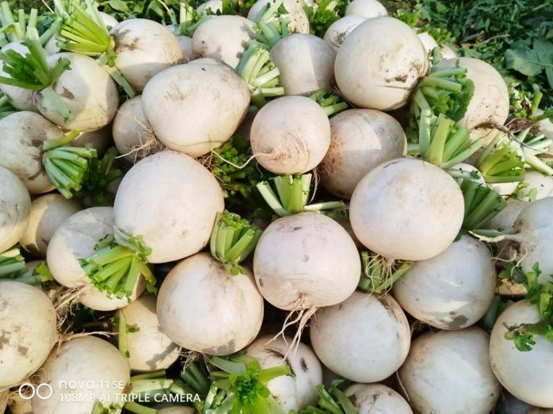 精品白萝卜大量供应，货源充足，四川产地直发可视频验货咨询