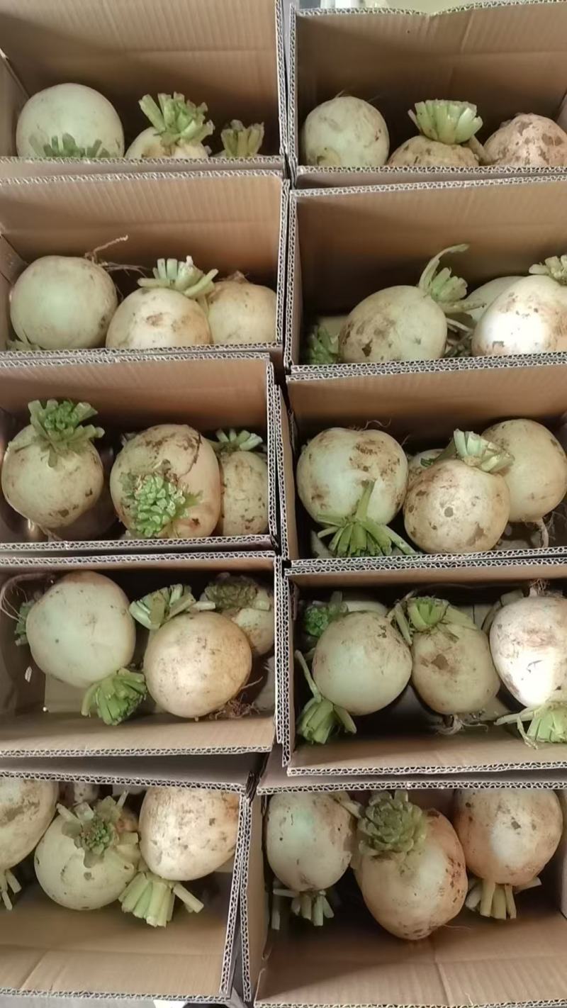 精品白萝卜大量供应，货源充足，四川产地直发可视频验货咨询