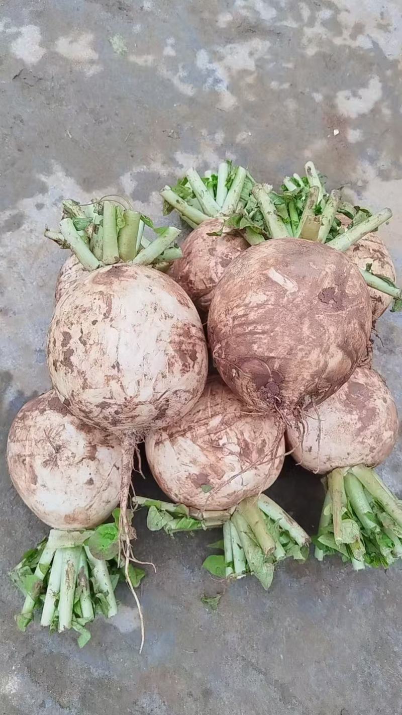 精品白萝卜大量供应，货源充足，四川产地直发可视频验货咨询