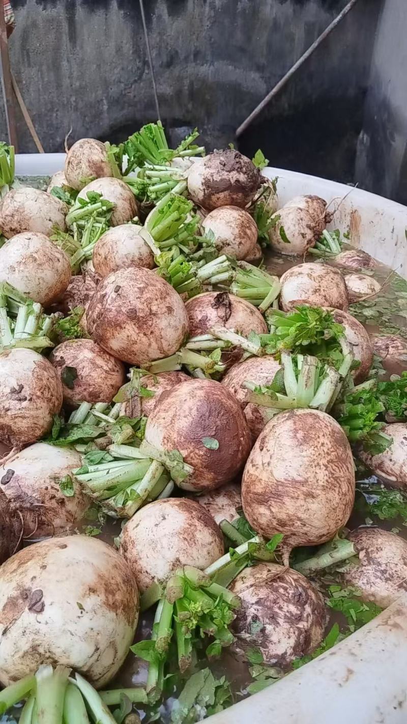 精品白萝卜大量供应，货源充足，四川产地直发可视频验货咨询