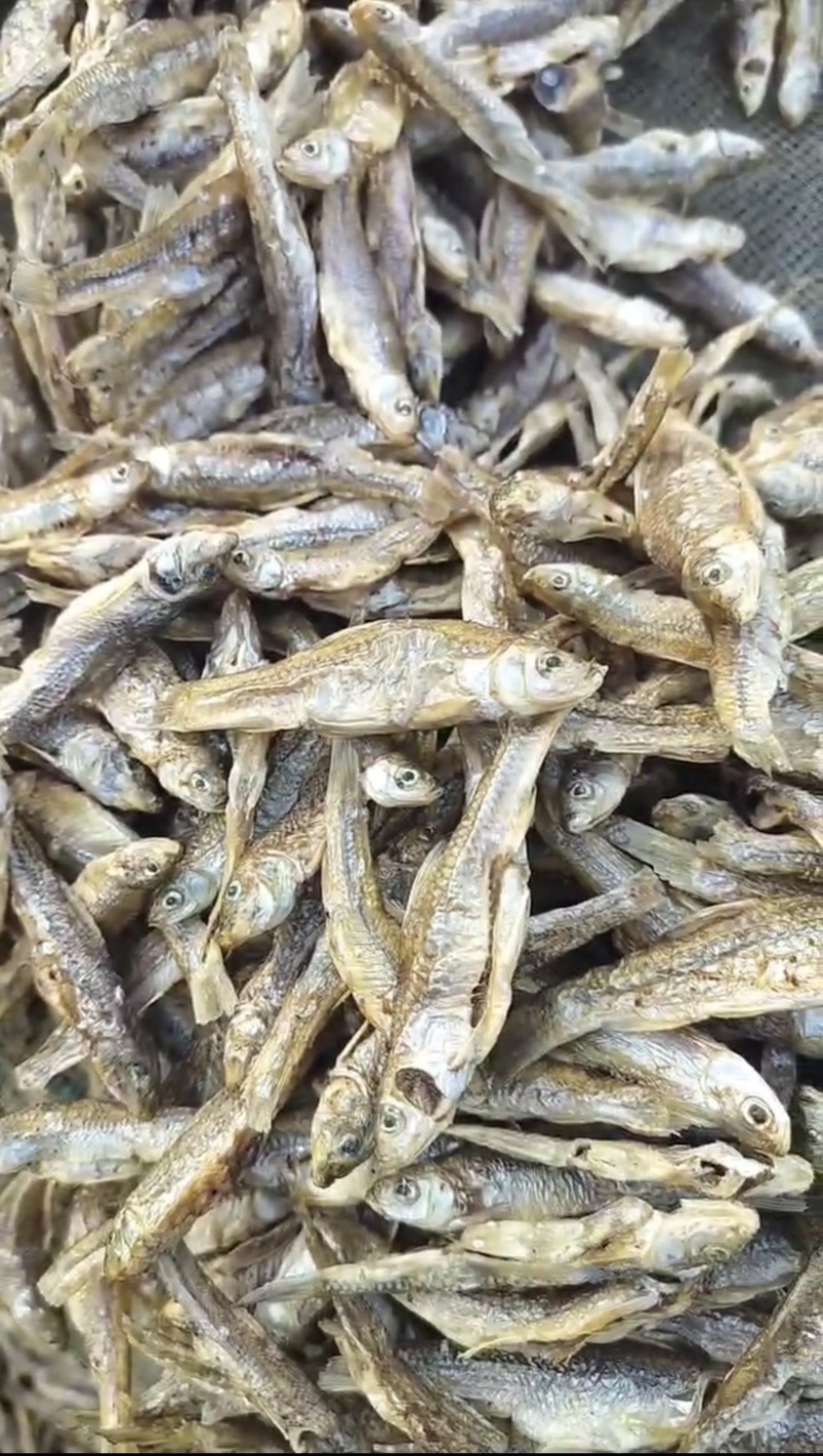 麦穗鱼干微山湖特产一手货源品质保障