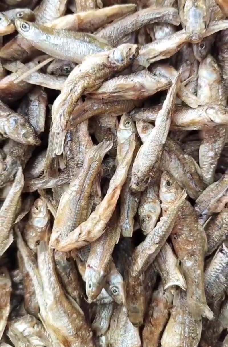 麦穗鱼干微山湖特产一手货源品质保障